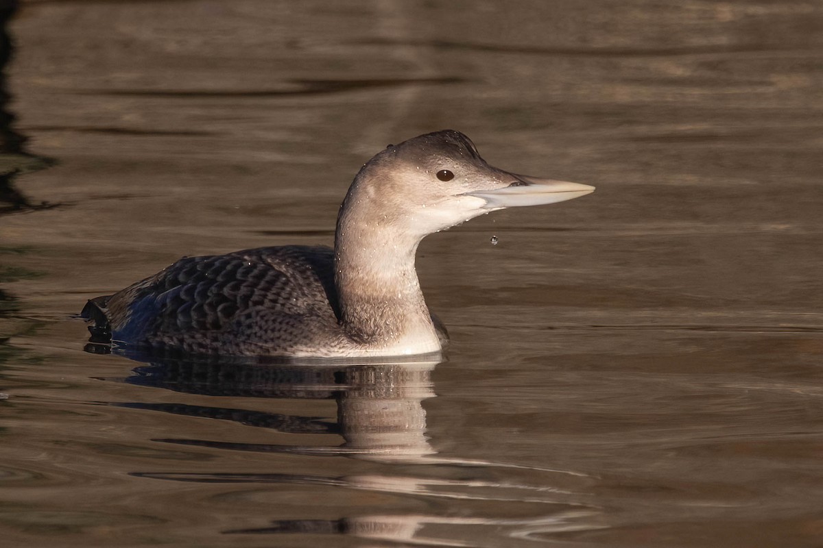 Yellow-billed Loon - ML647036992