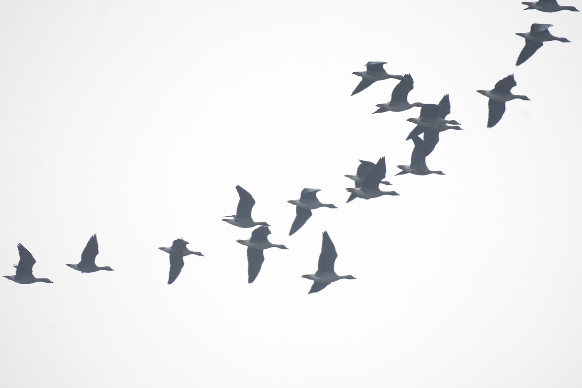 husa polní/tundrová - ML647036993