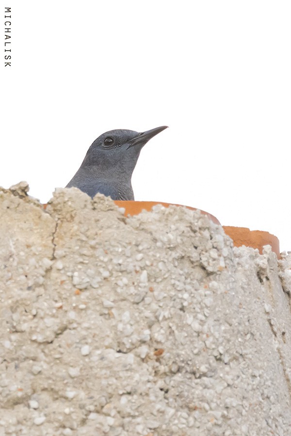 Blue Rock-Thrush - ML647036994