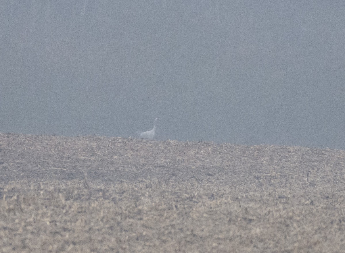 jeřáb popelavý - ML647037001