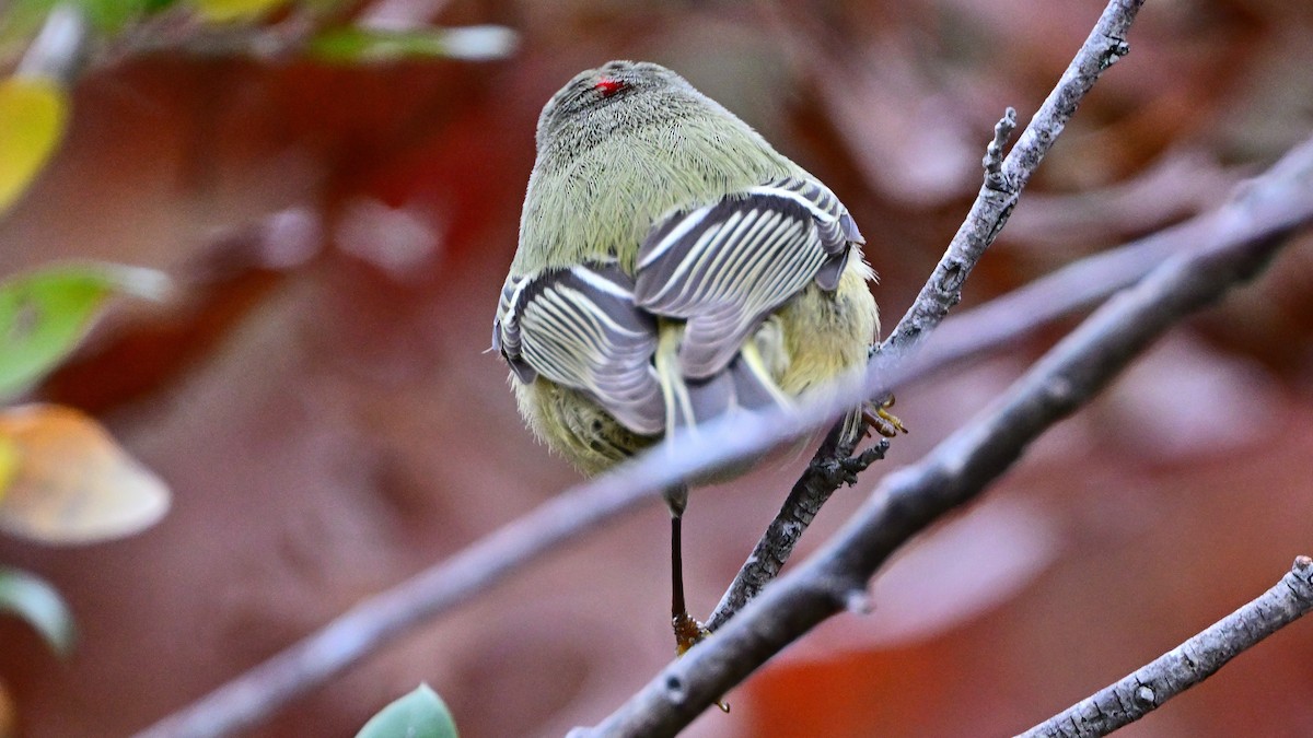 Ruby-crowned Kinglet - ML647037007