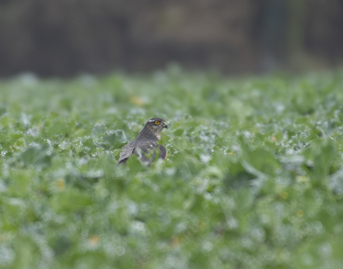 krahujec obecný - ML647037008