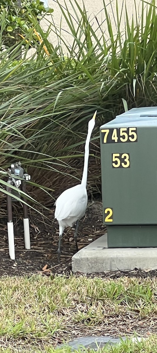 Great Egret - ML647037011