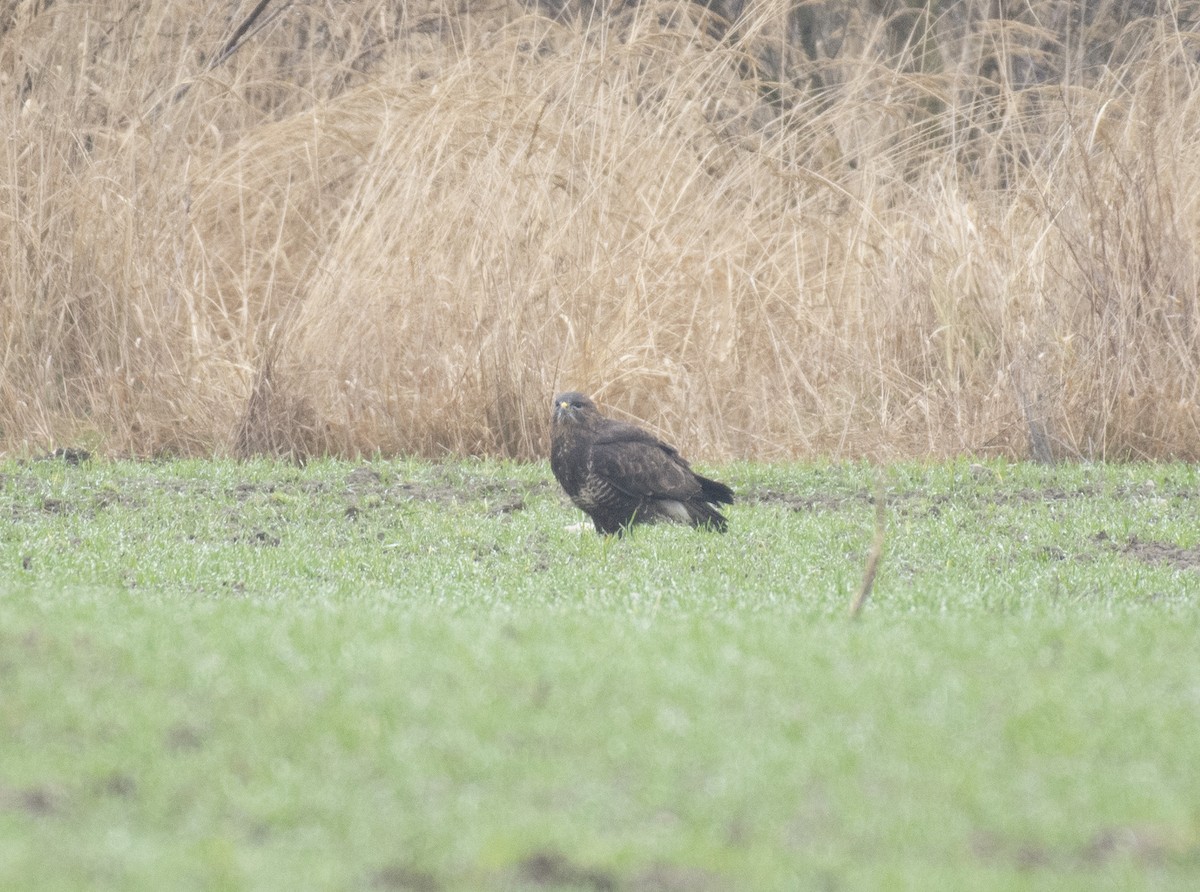 káně lesní - ML647037014