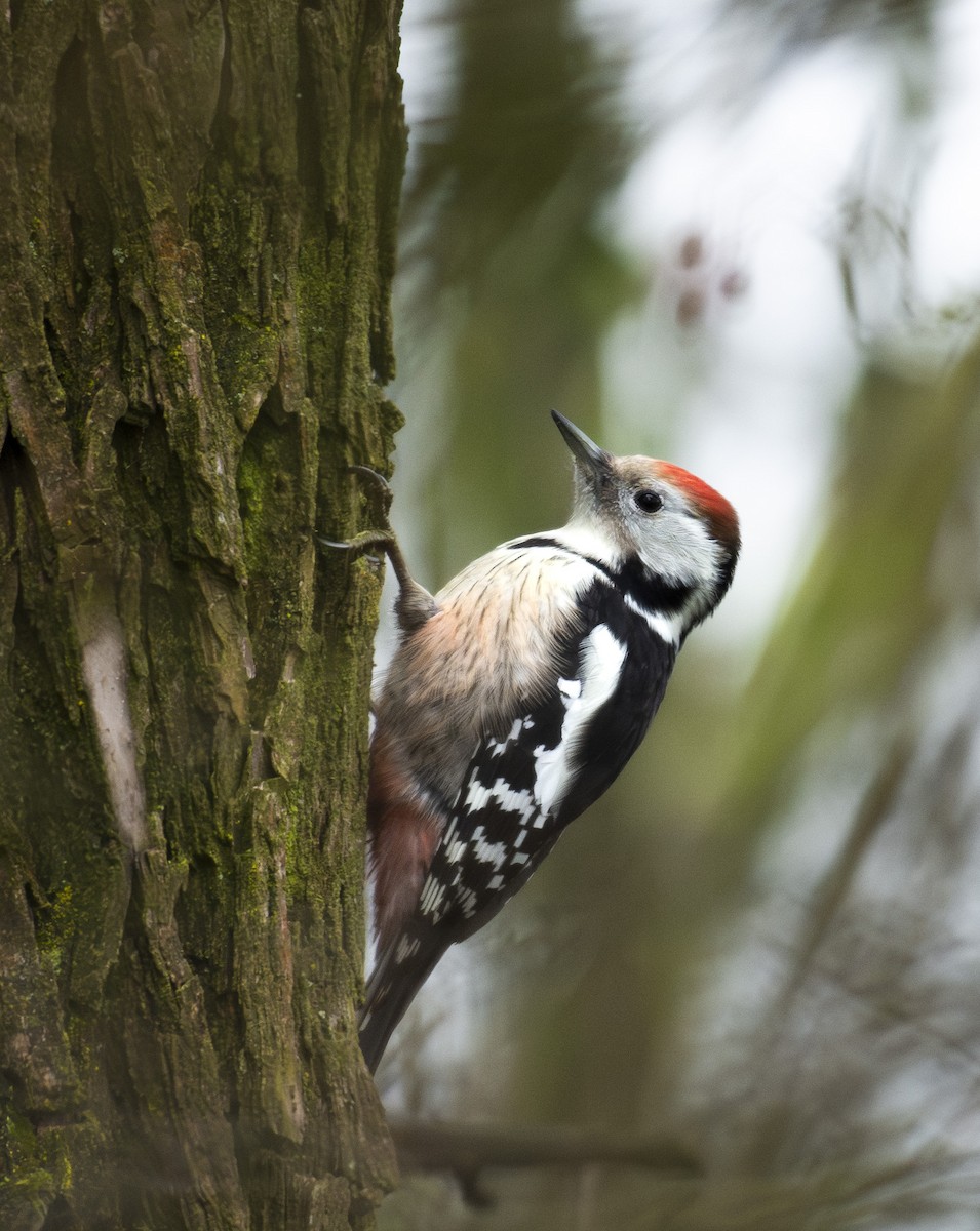 strakapoud prostřední - ML647037016