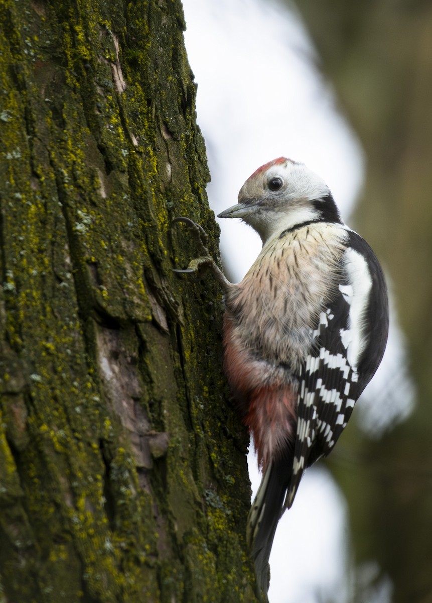 strakapoud prostřední - ML647037017