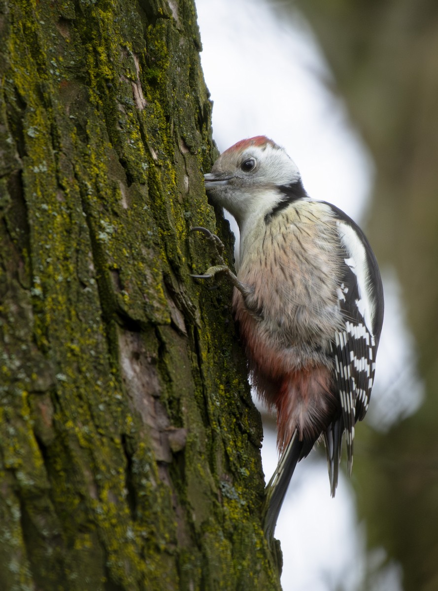 strakapoud prostřední - ML647037018