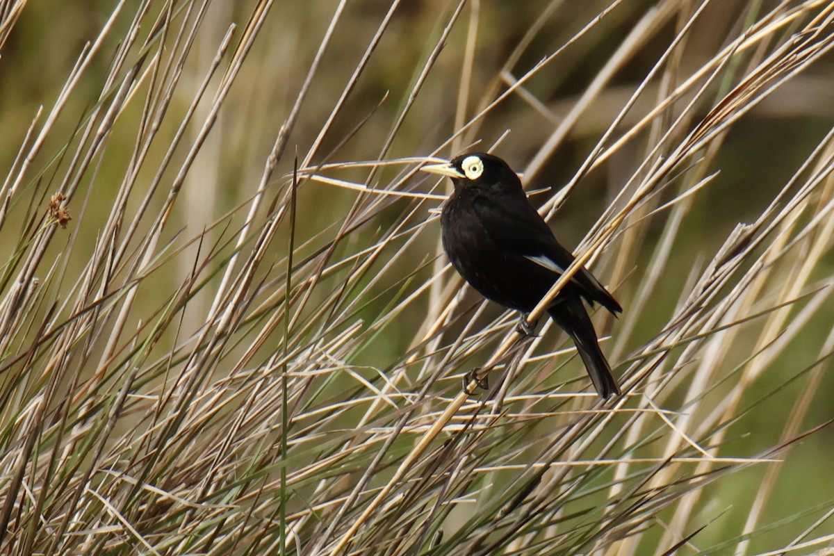 Gözlüklü Tiran - ML647037021