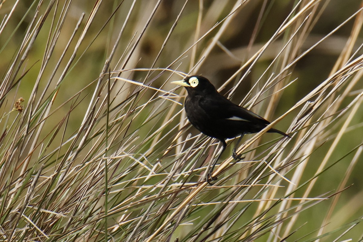 Gözlüklü Tiran - ML647037022