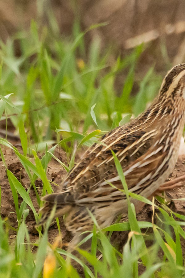 Galeper eurasiarra - ML647037026