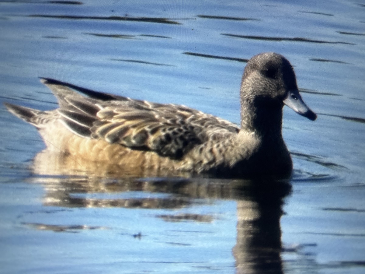 Свищ американський - ML647037028