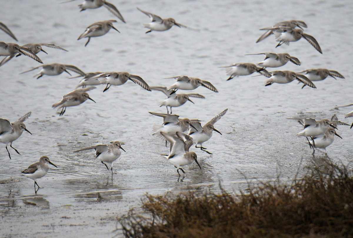 黑腹濱鷸 - ML647037031