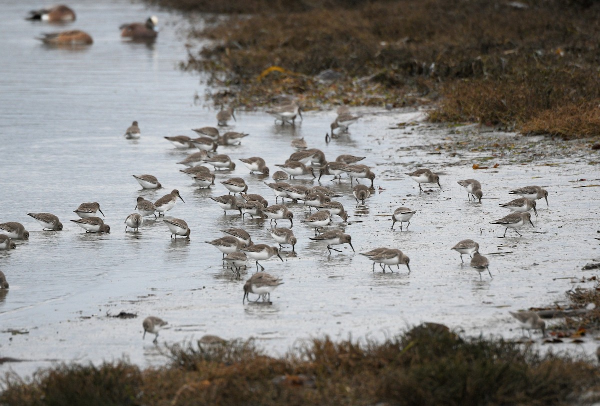 黑腹濱鷸 - ML647037032