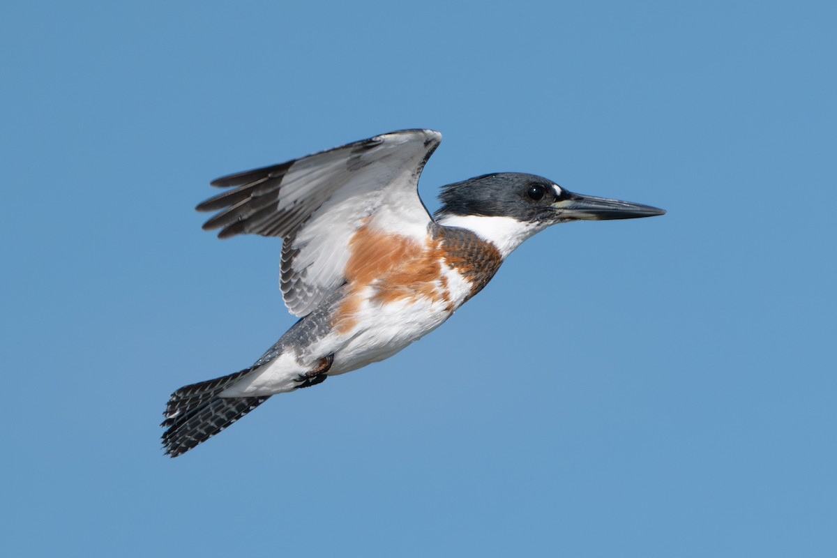 Martin-pêcheur d'Amérique - ML647037047