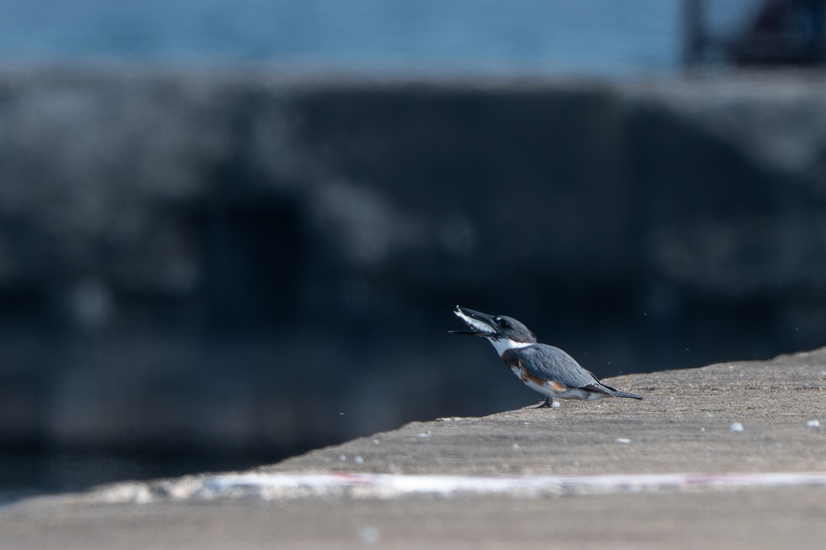 Martin-pêcheur d'Amérique - ML647037050