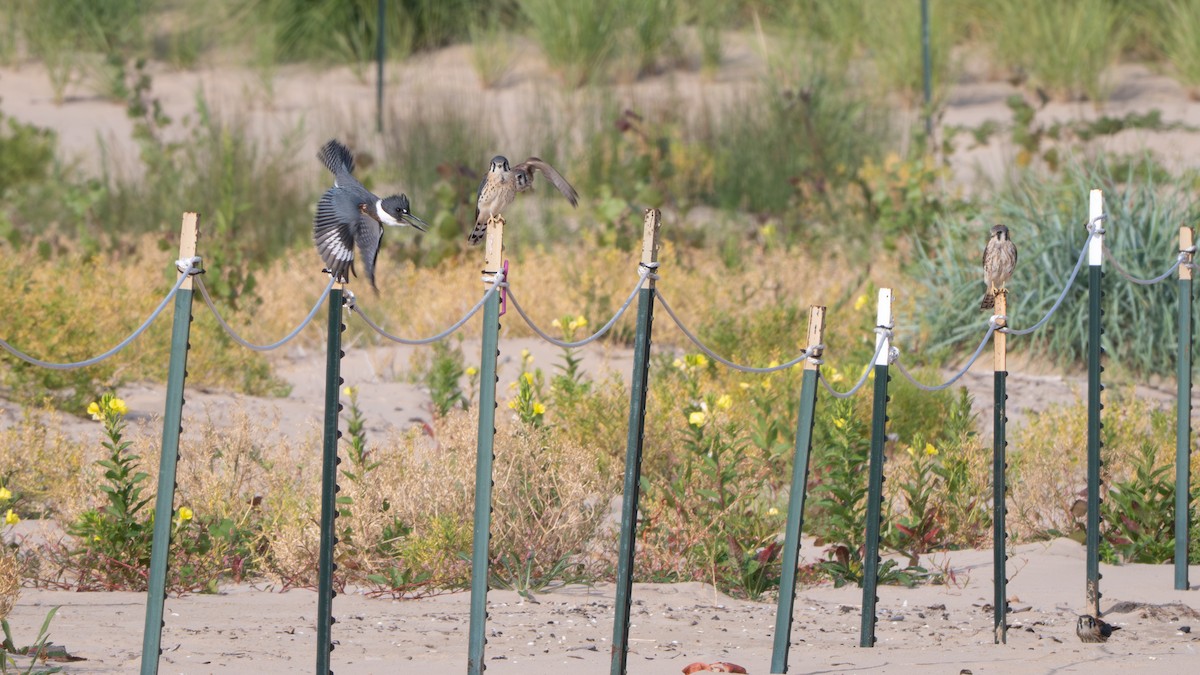 Martin-pêcheur d'Amérique - ML647037051