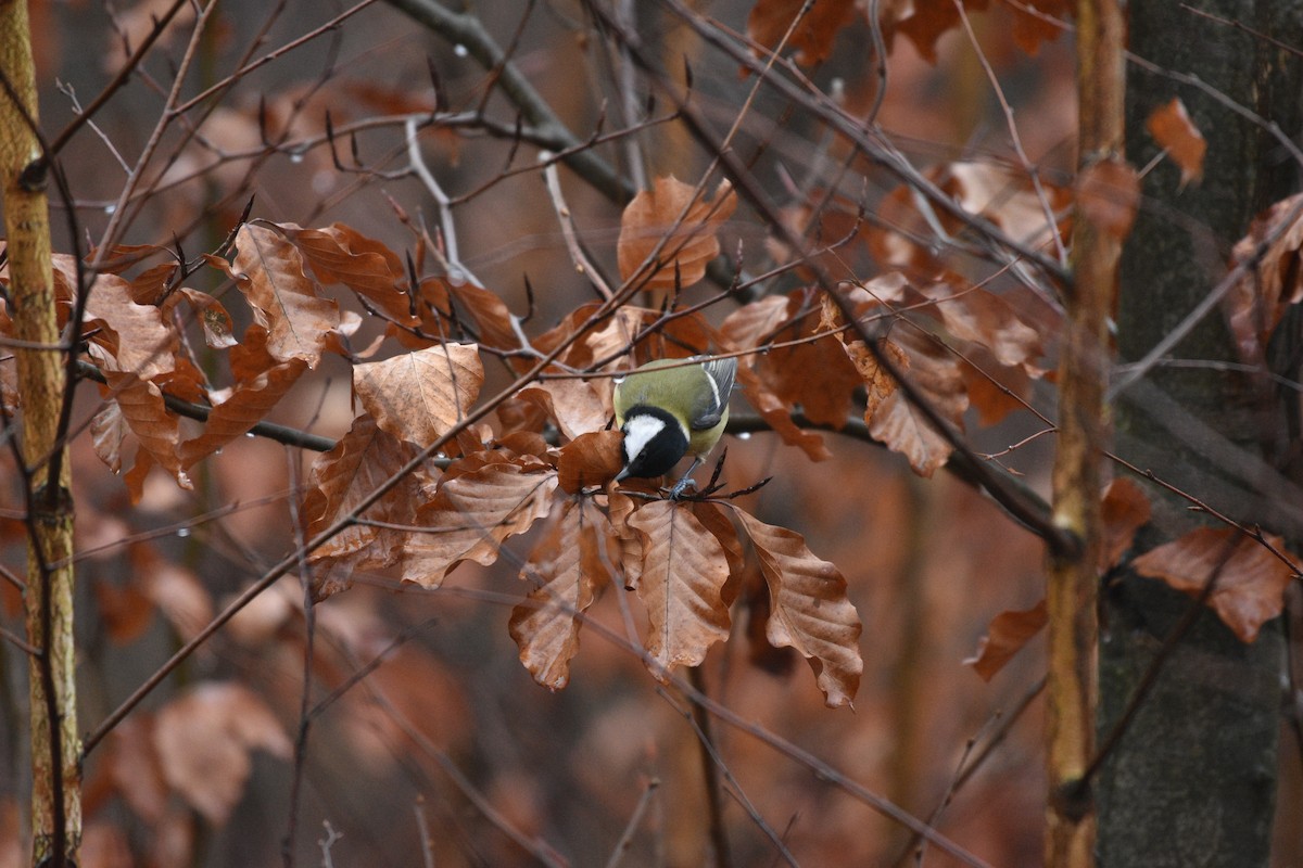 sýkora koňadra - ML647037053