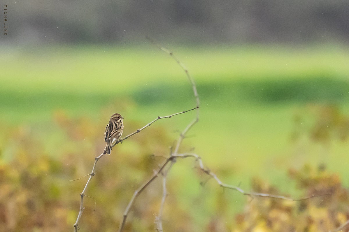 Reed Bunting - ML647037054