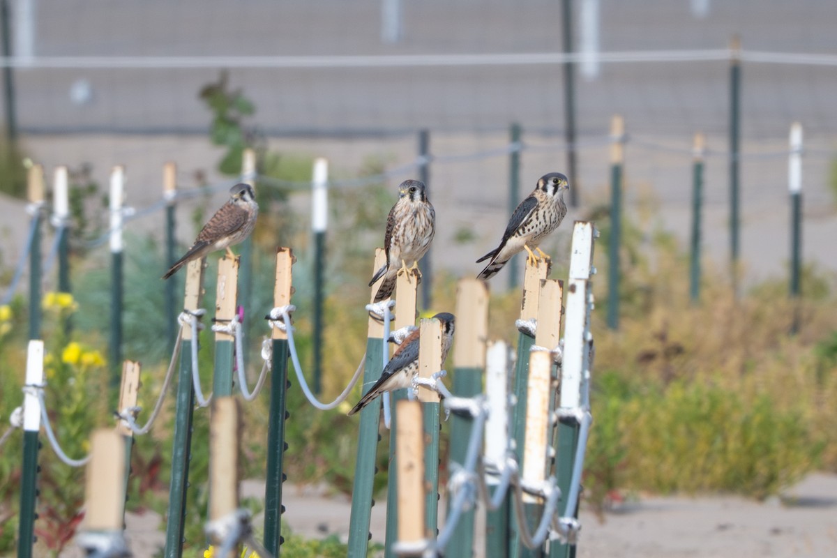 Crécerelle d'Amérique - ML647037056