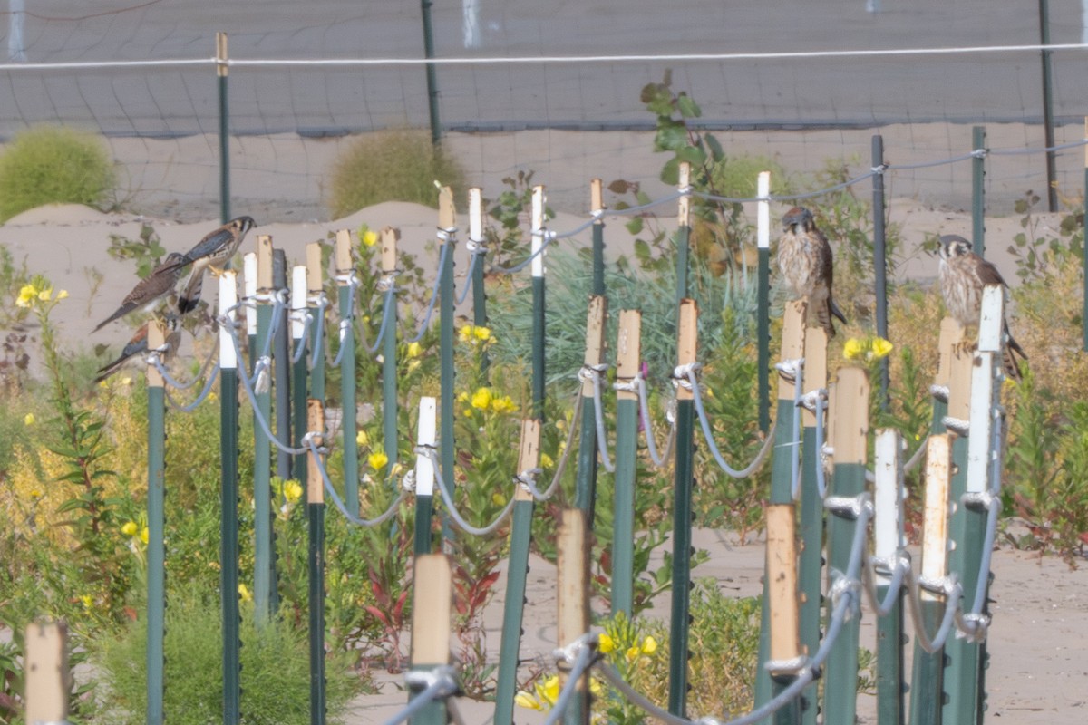 Crécerelle d'Amérique - ML647037057