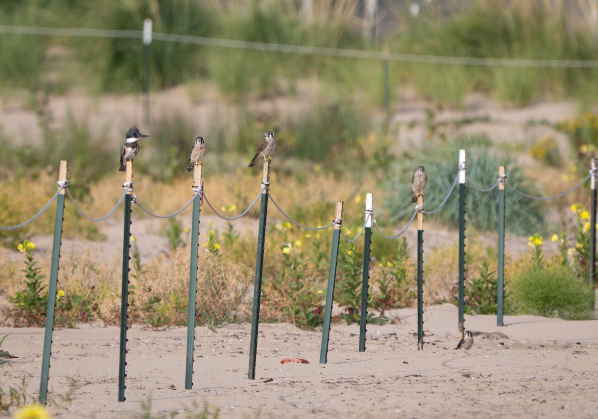 Crécerelle d'Amérique - ML647037058