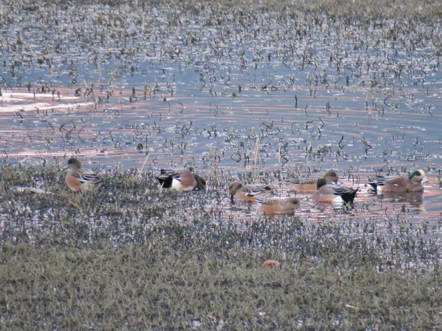 Свищ американський - ML647037059