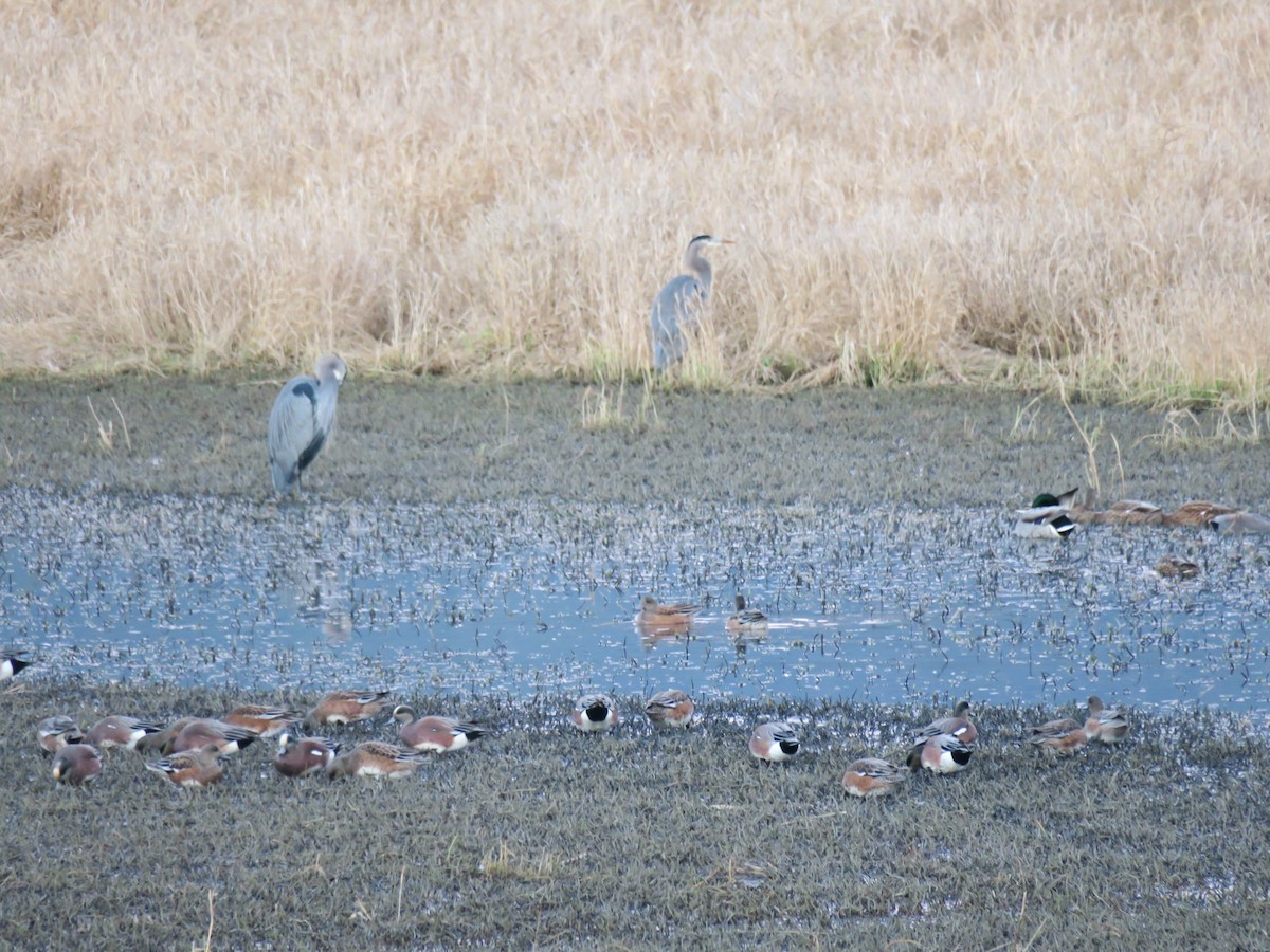 Свищ американський - ML647037060