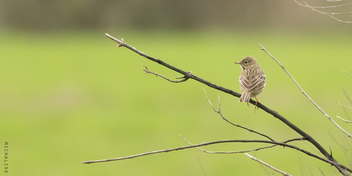 マキバタヒバリ - ML647037061