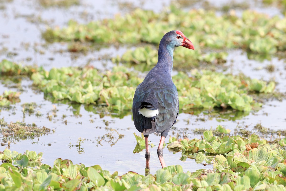 Uroilo urdin amerikarra - ML647037068