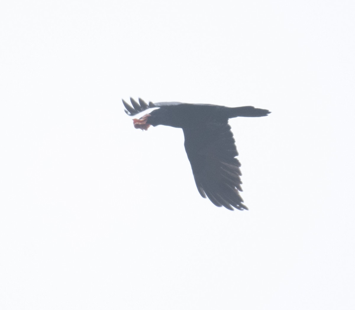 Common Raven - ML647037075