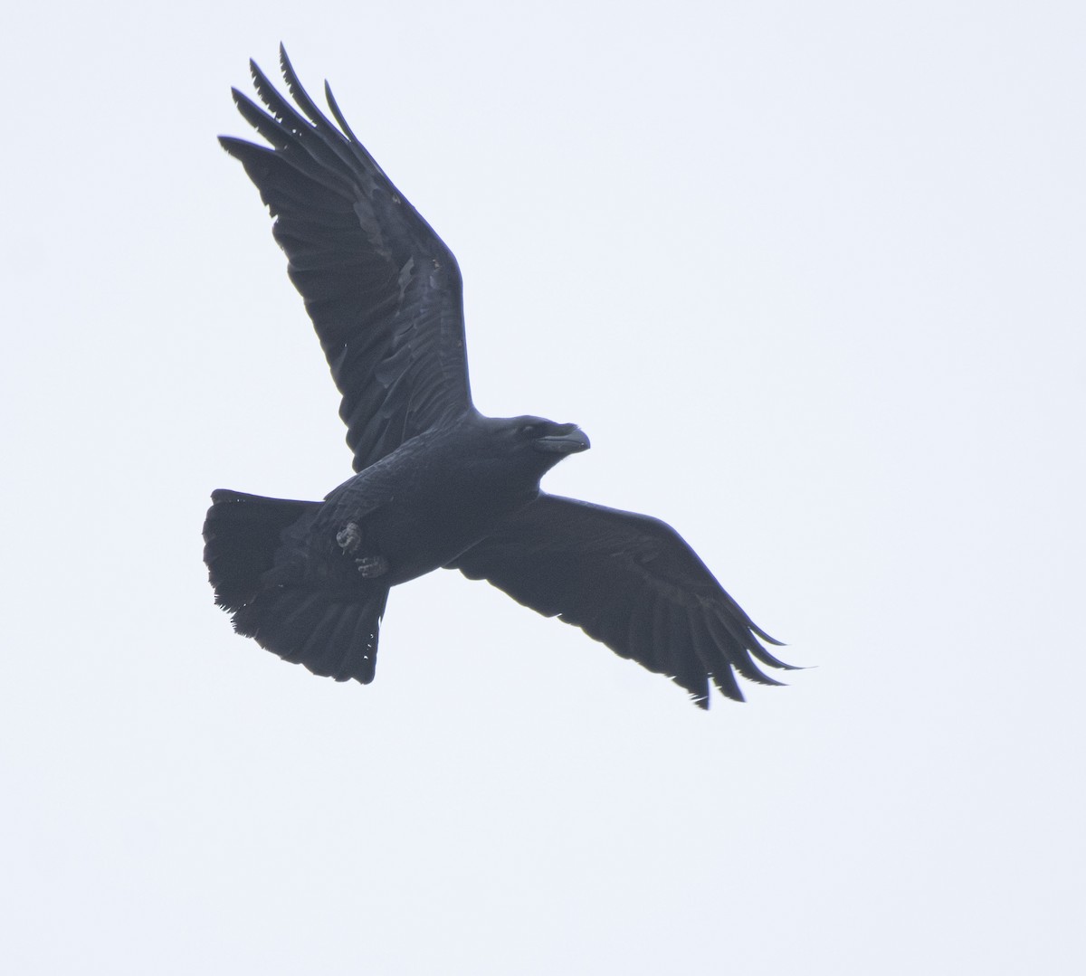 Common Raven - ML647037076