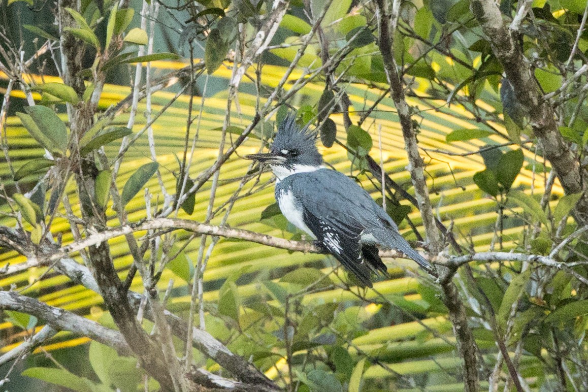 rybařík pruhoprsý - ML647037079