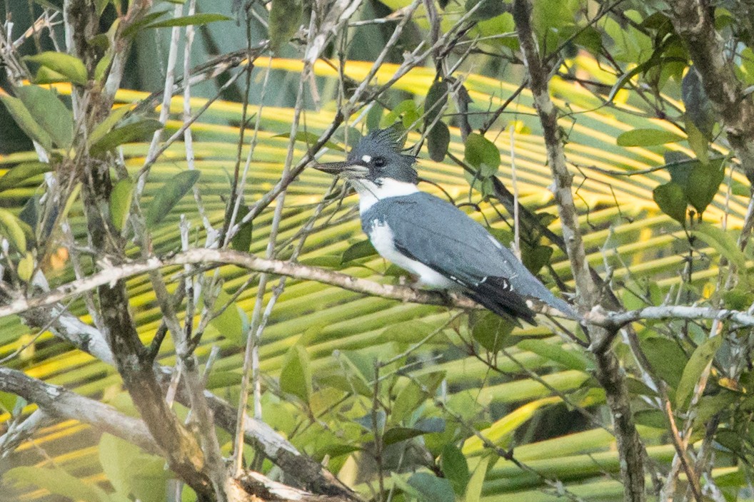 rybařík pruhoprsý - ML647037080