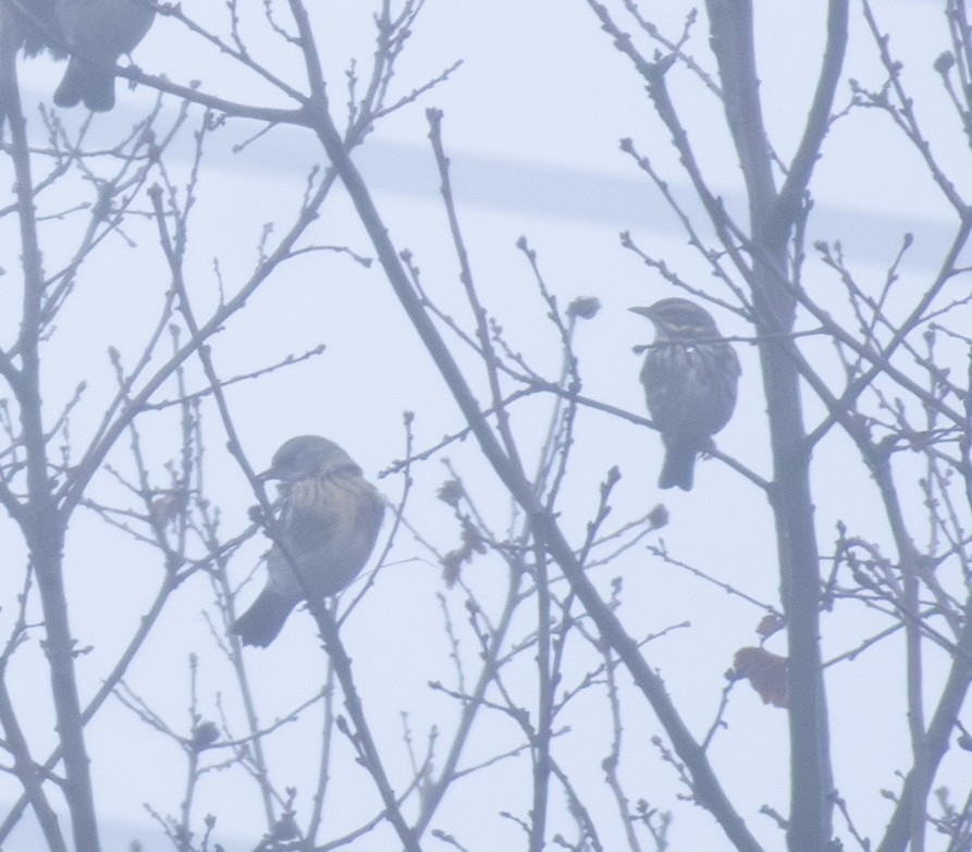 drozd cvrčala - ML647037081