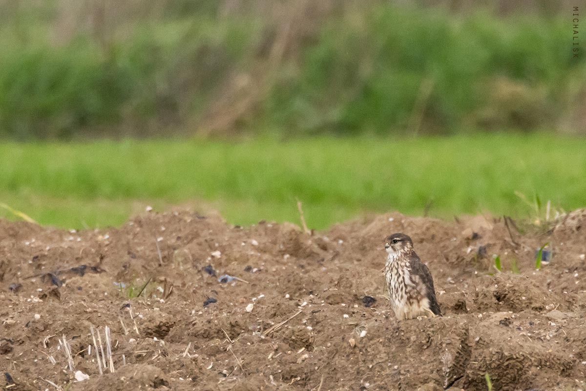 Merlin - ML647037085