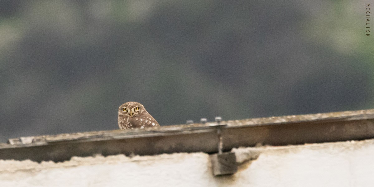 Little Owl - ML647037092