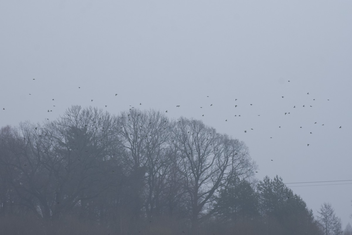 drozd kvíčala - ML647037093