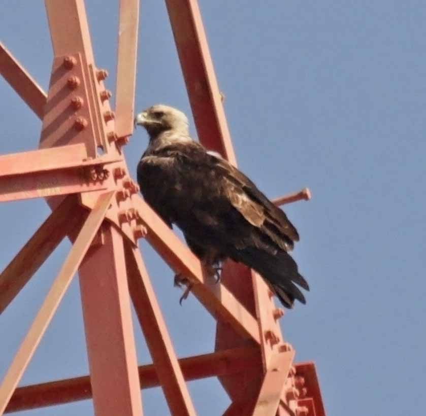 白肩鵰 - ML647037104