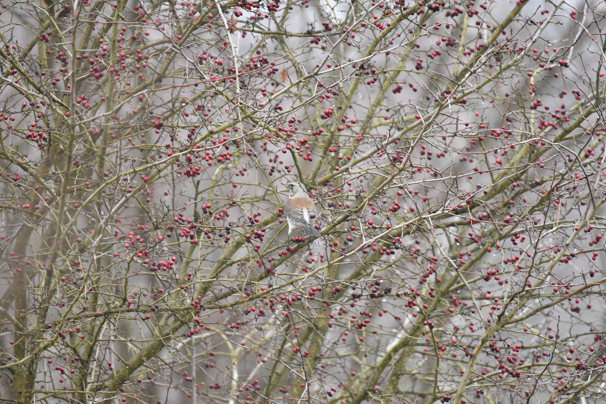 drozd kvíčala - ML647037114