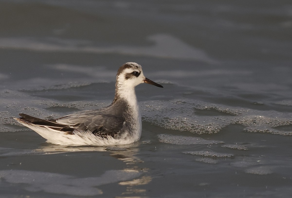 Red Phalarope - ML647037119