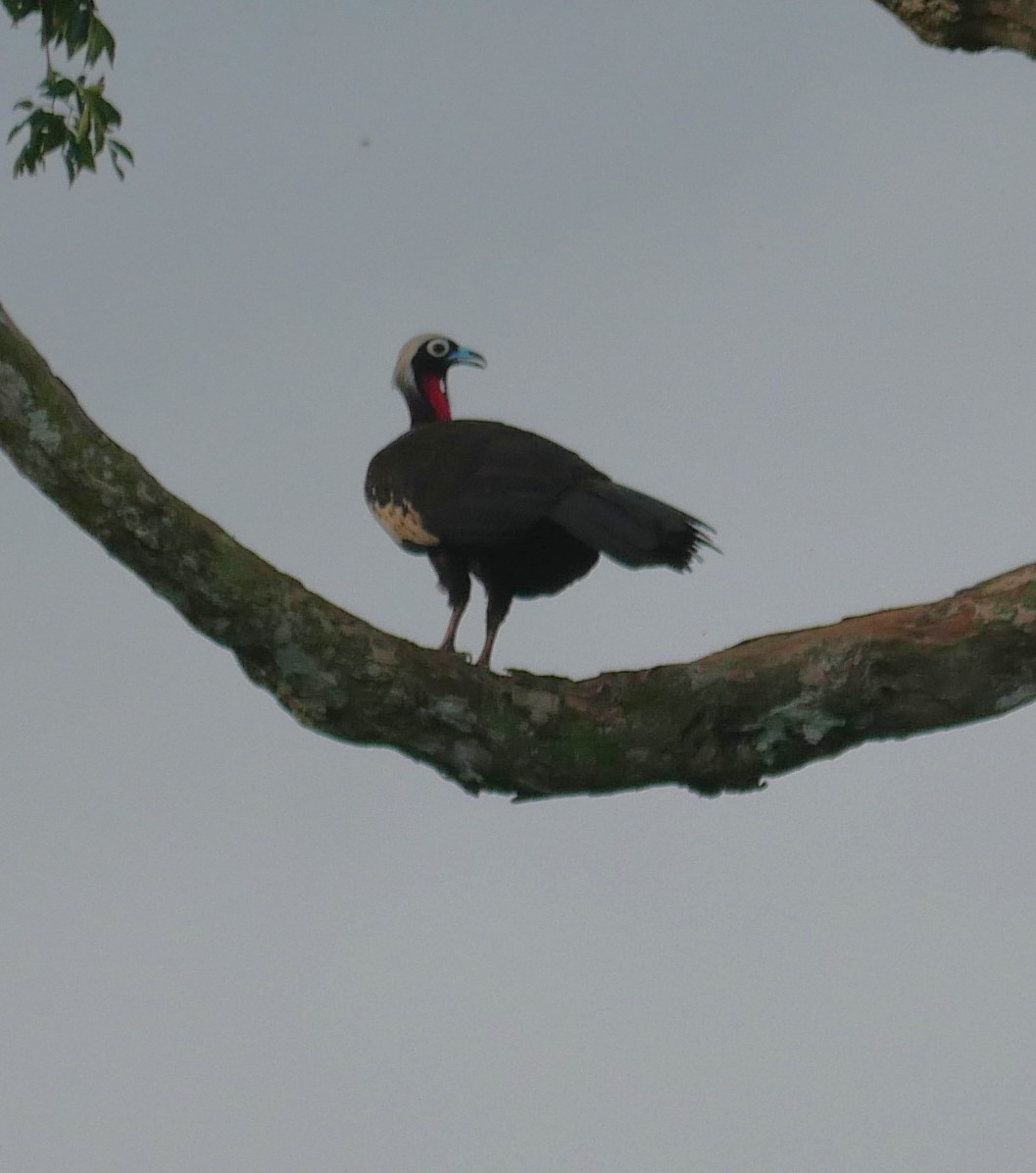 Black-fronted Piping-Guan - ML647037121