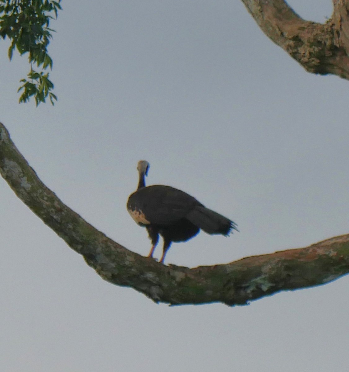 Black-fronted Piping-Guan - ML647037122