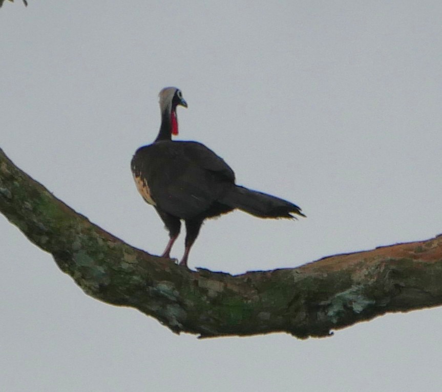 Black-fronted Piping-Guan - ML647037123