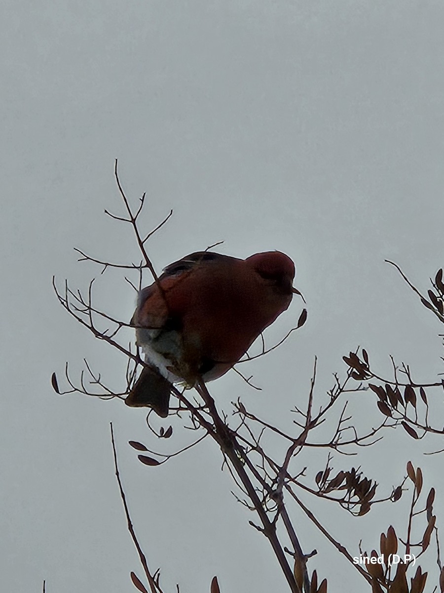 פתיאלי אורנים - ML647037124