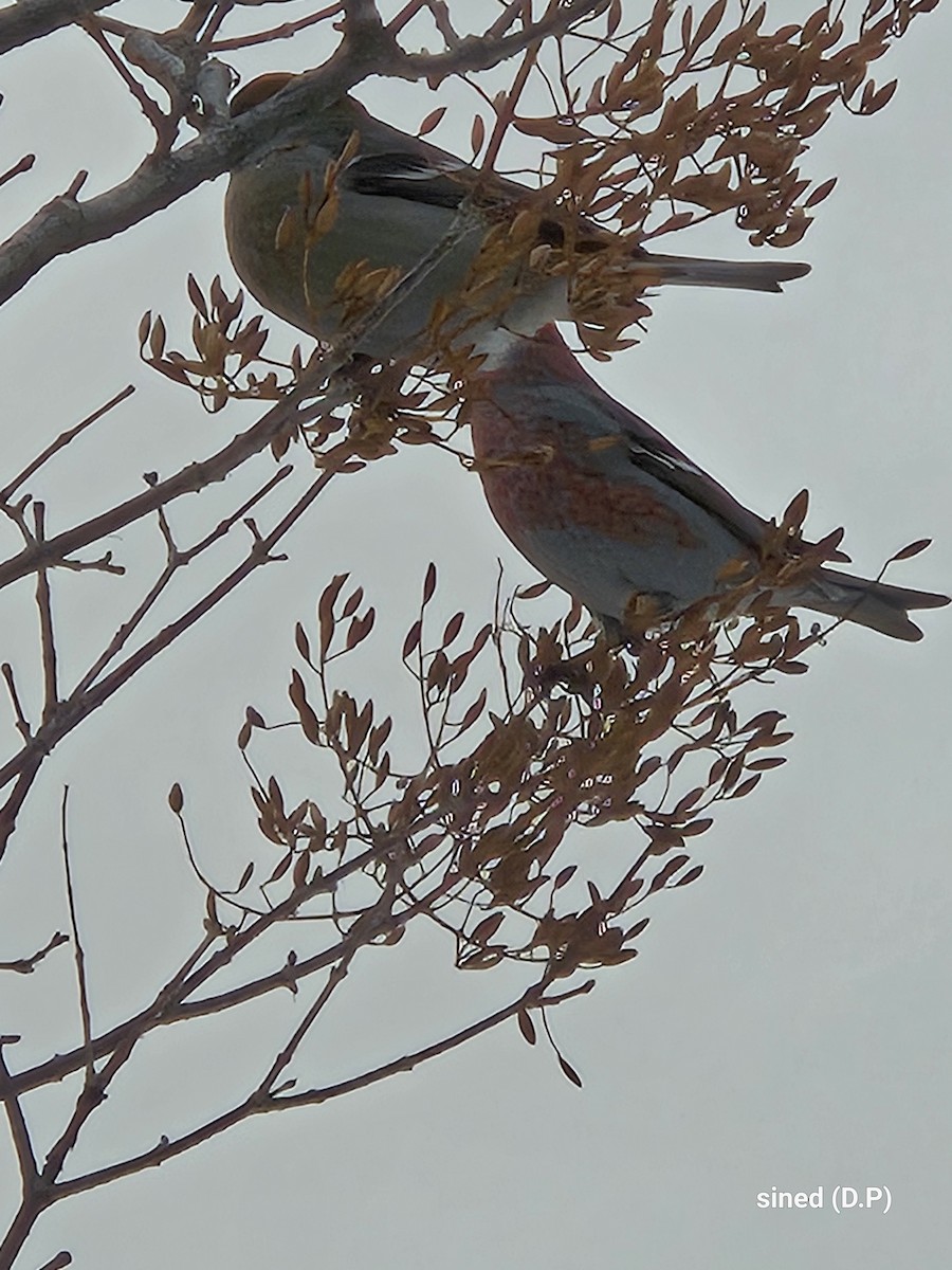 פתיאלי אורנים - ML647037125