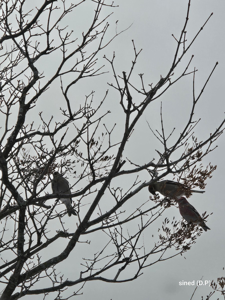 פתיאלי אורנים - ML647037126