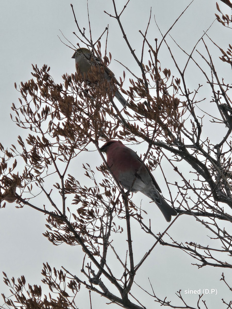 פתיאלי אורנים - ML647037127