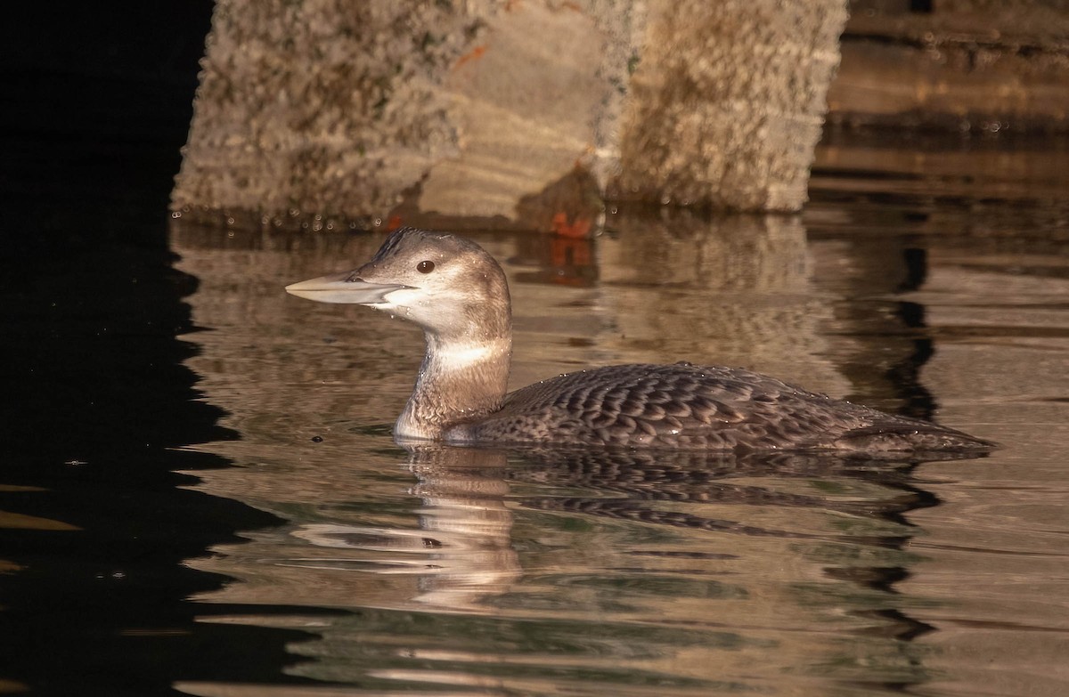 Yellow-billed Loon - ML647037128