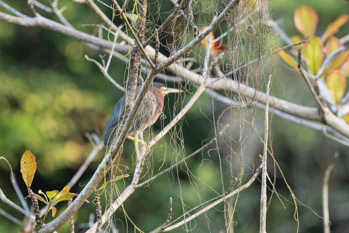 volavka zelenavá - ML647037135