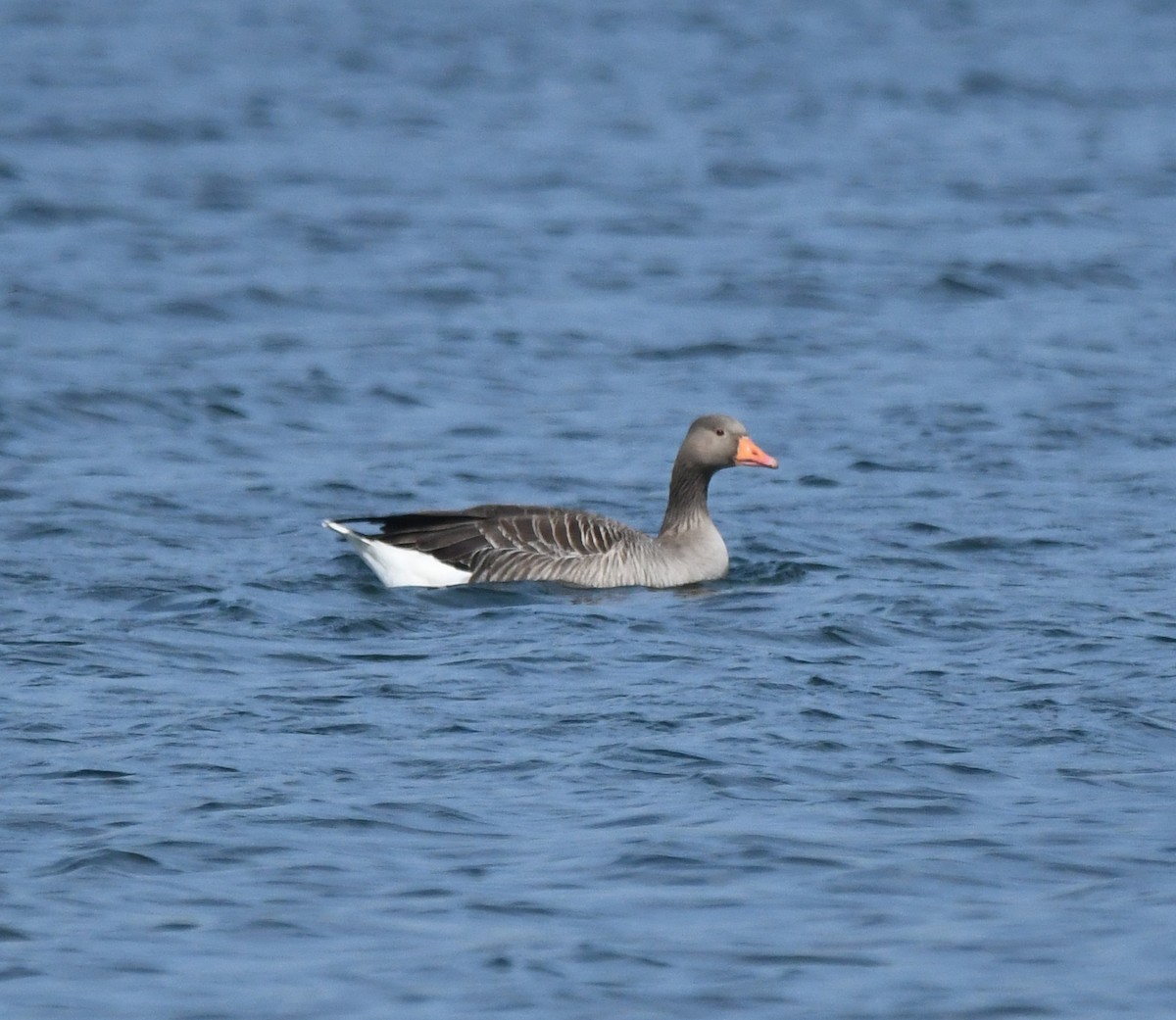 Graylag Goose (European) - ML647037137